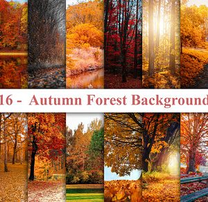 Autumn Forest Background