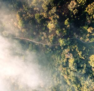 Forest and fog in the morning, high angle view