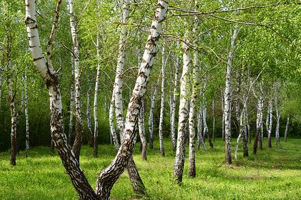Birch Trees