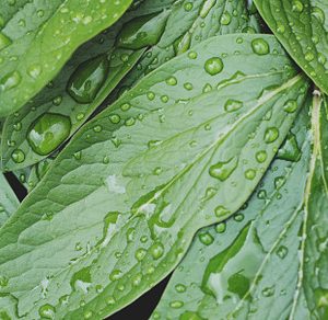 Raindrops on Green Leaves
