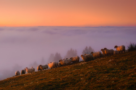 sheep in the mountain